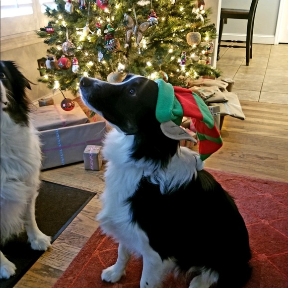 Meet your Posher, Susie - Picture 5 of 9